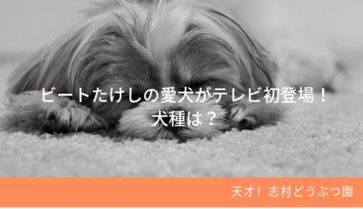 ビートたけしと志村けんが犬の散歩をした場所は？【志村どうぶつ園】